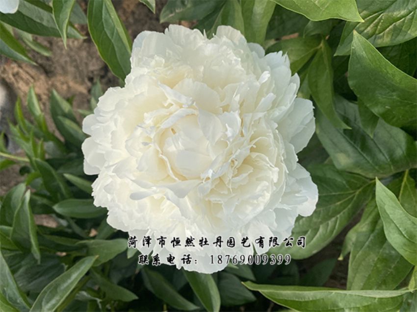 點(diǎn)擊查看詳細(xì)信息<br>標(biāo)題：進(jìn)口芍藥 閱讀次數(shù)：340