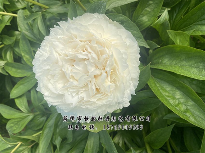 點(diǎn)擊查看詳細(xì)信息<br>標(biāo)題：進(jìn)口芍藥 閱讀次數(shù)：349