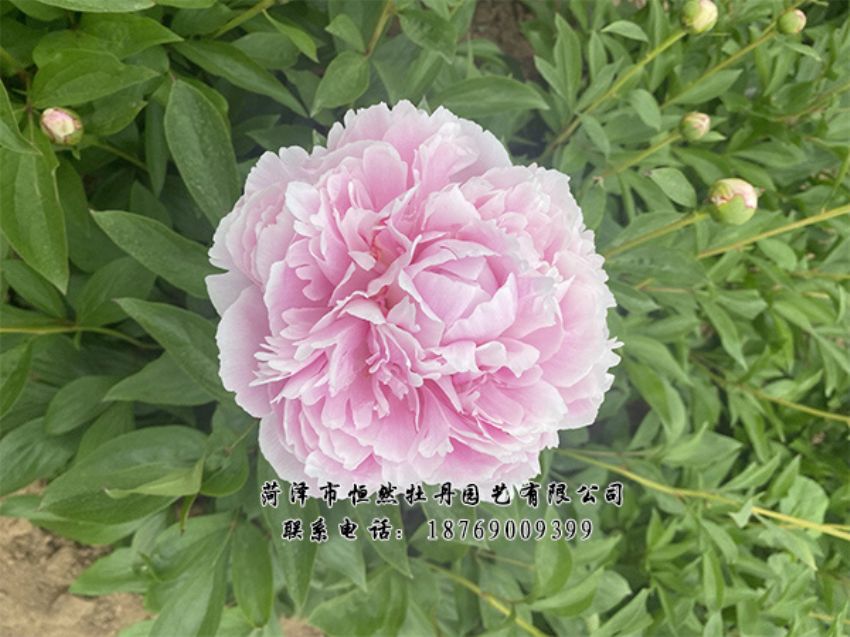 點(diǎn)擊查看詳細(xì)信息<br>標(biāo)題：進(jìn)口芍藥 閱讀次數(shù)：344