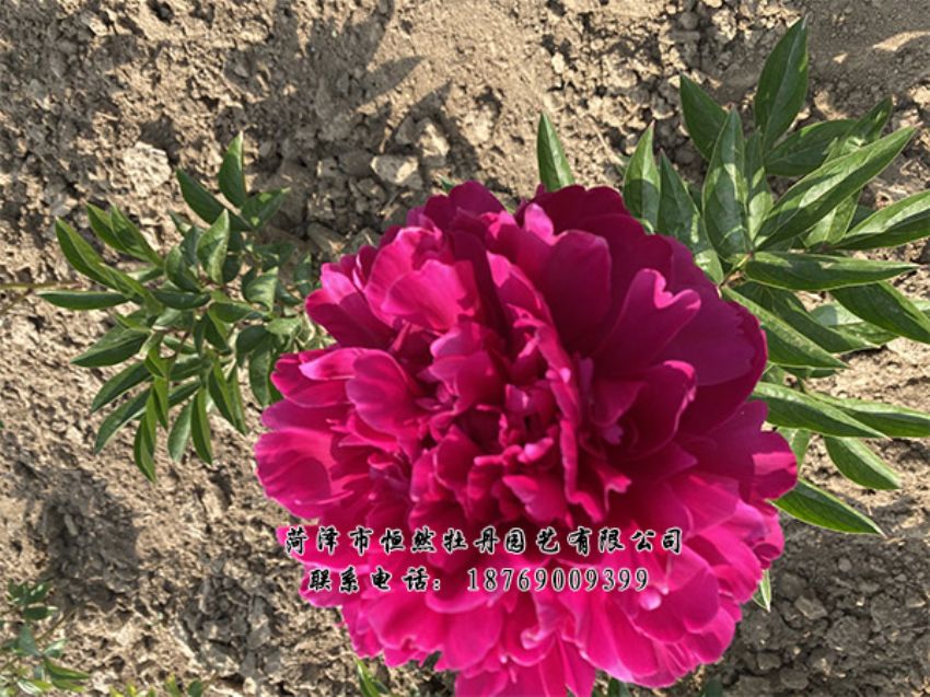 點(diǎn)擊查看詳細(xì)信息<br>標(biāo)題：進(jìn)口芍藥 閱讀次數(shù)：338