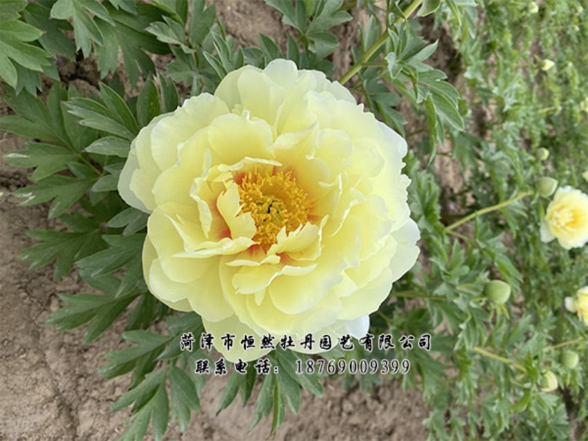 點(diǎn)擊查看詳細(xì)信息<br>標(biāo)題：進(jìn)口芍藥 閱讀次數(shù)：327
