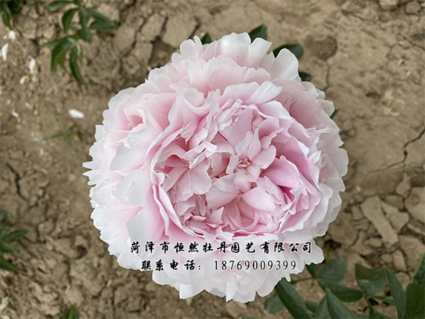 點(diǎn)擊查看詳細(xì)信息<br>標(biāo)題：進(jìn)口芍藥 閱讀次數(shù)：341