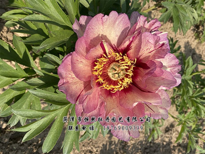 點(diǎn)擊查看詳細(xì)信息<br>標(biāo)題：進(jìn)口芍藥 閱讀次數(shù)：358