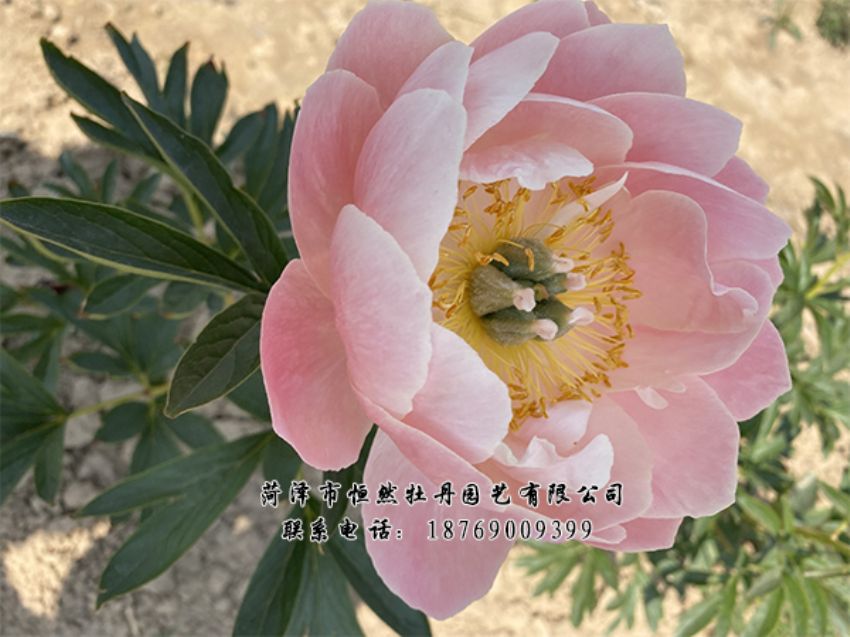 點(diǎn)擊查看詳細(xì)信息<br>標(biāo)題：進(jìn)口芍藥 閱讀次數(shù)：335