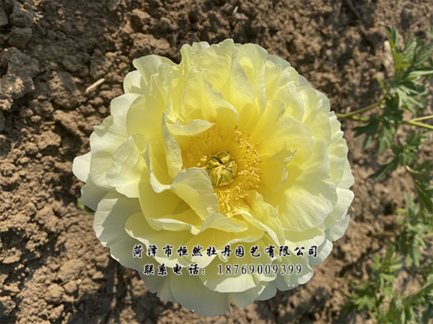 點(diǎn)擊查看詳細(xì)信息<br>標(biāo)題：進(jìn)口芍藥 閱讀次數(shù)：332