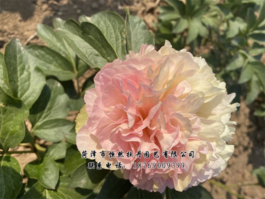 點(diǎn)擊查看詳細(xì)信息<br>標(biāo)題：進(jìn)口芍藥 閱讀次數(shù)：351